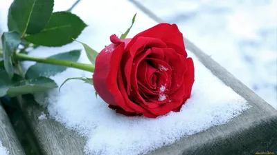 Фотография розы, украшенной белыми лепестками, в jpg