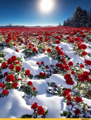 Фото розы под снегом для загрузки