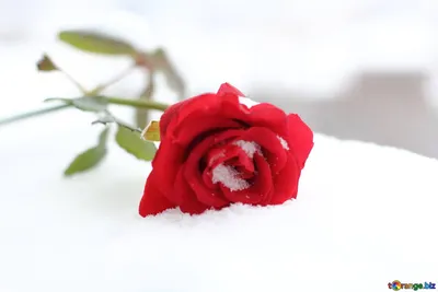Фотка розы, покрытой снежной шапкой, в формате webp
