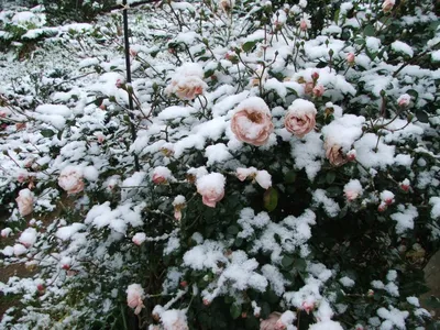 Фото розы под снегом на фоне ледяных кристаллов