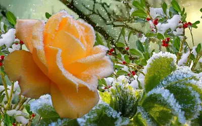 Картинка розы, обвитой снежными завитушками