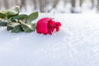 Фотка розы, покрытой снегом