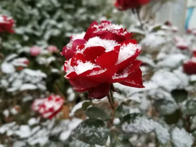 Фотография розы в зимнем покрове