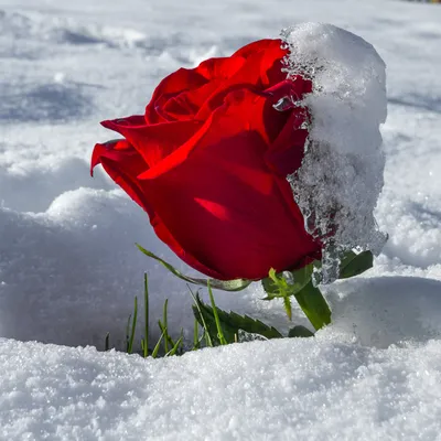 Картинка розы снежной красоты