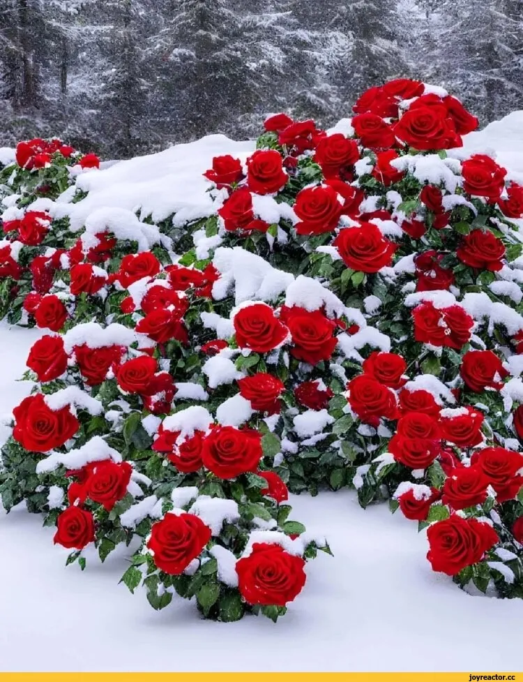 Стоковые фотографии по запросу Розы и снег