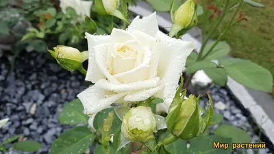 Завораживающая картинка Роза полярная звезда в формате JPG