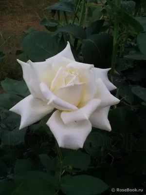Роза полярная звезда: фотография с высоким разрешением