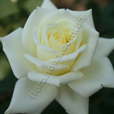 Изумительная картинка Роза полярная звезда в формате PNG