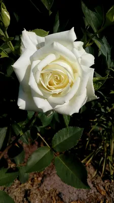Прекрасная картинка Роза полярная звезда в формате JPG