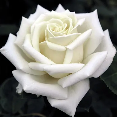 Роза полярная звезда: фото с высоким разрешением