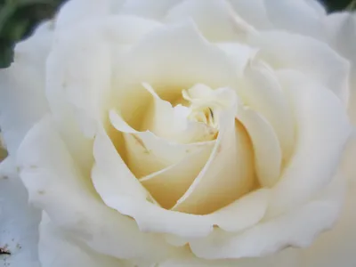 Изысканная картинка Роза полярная звезда в формате PNG