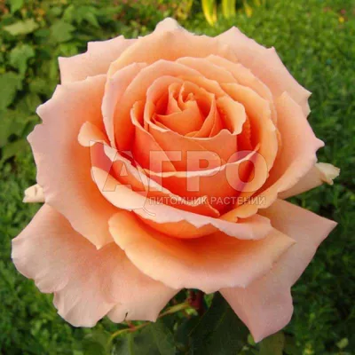 Фото розы примадонны в формате jpg