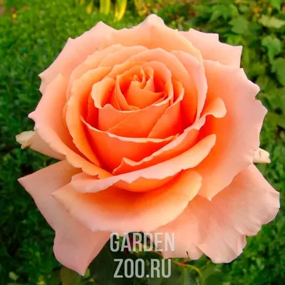 Фото, показывающее красоту розы примадонны
