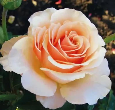 Роза примадонна: красивое изображение для скачивания