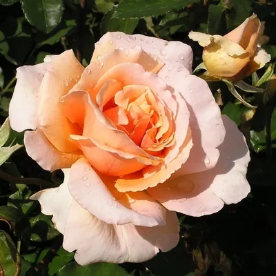 Фотография розы примадонны в различных форматах