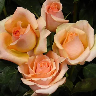 Фото розы примадонны – выбирайте размер по своему усмотрению