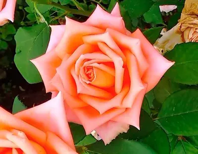 Фотка, демонстрирующая прекрасную розу примадонну