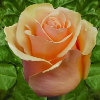 Изображение красивой розы примадонны в png формате