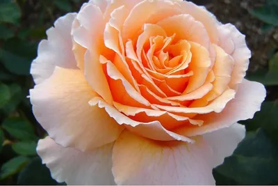 Изображение розы примадонны для скачивания в webp