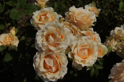 Фотография розы примадонны в webp – отличное качество и сжатие