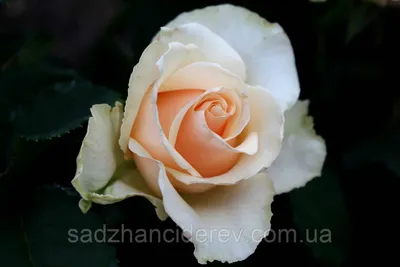 Картинка, идеально показывающая розу примадонну