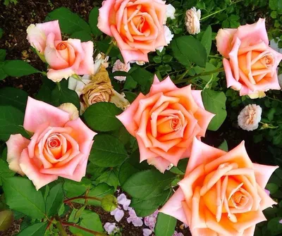 Фото с прекрасной розой примадонной на ваш выбор
