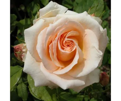 Изображение розы примадонны для скачивания в формате jpg, png, webp