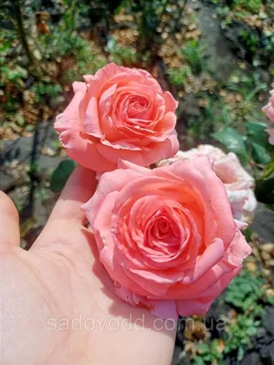 Фотография розы примадонны: сохраните ее в любом формате