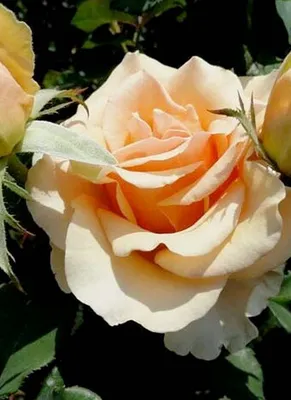 Фотография с красивой розой примадонной для вашего проекта