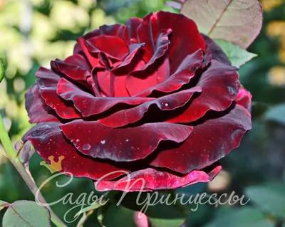 Изображение розы примадонны в разных форматах – выбирайте лучшее