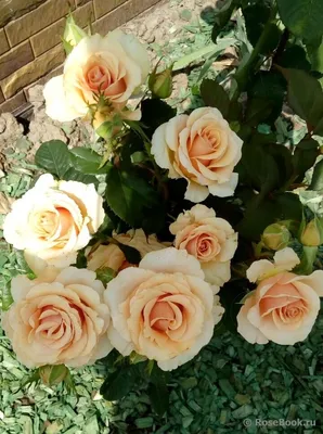 Красивая роза примадонна на фото