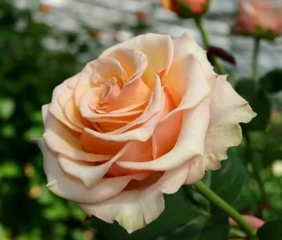 Картинка, показывающая красоту розы примадонны в полном объеме