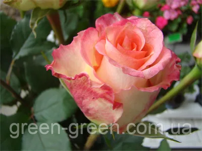 Фото розы примадонны в формате jpg с изменяемым размером