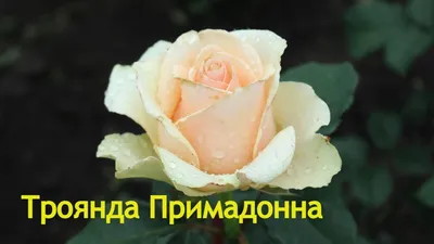 Фотография розы примадонны с возможностью выбора png или webp