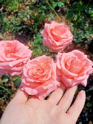 Изображение розы примадонны – идеальное дополнение к веб-странице