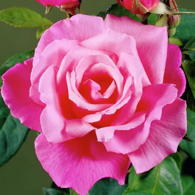 Фотка прелестной розы примадонны в высоком качестве