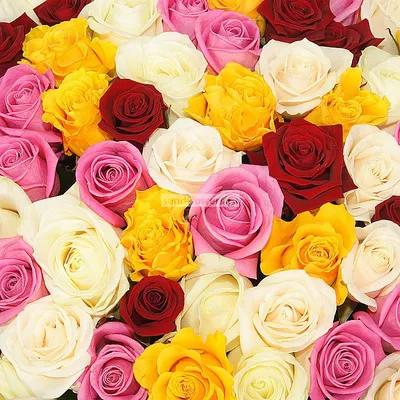 Фотография с изображением розы примадонны по вашему запросу