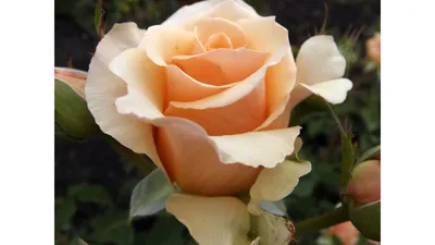 Картинка розы примадонны – выбор размера и формата