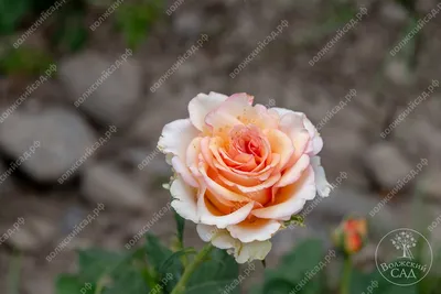 Изображение розы примадонны с возможностью скачать в разных форматах
