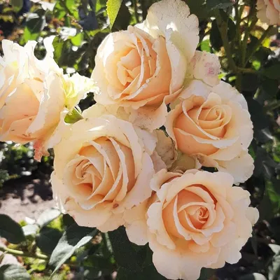 Фотография прелестной розы примадонны