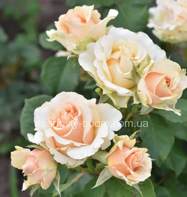 Изображение розы примадонны – лучший выбор для веб-страницы