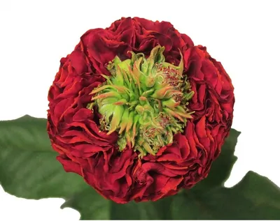Уникальная роза ред айс: скачивайте фотографии в формате webp