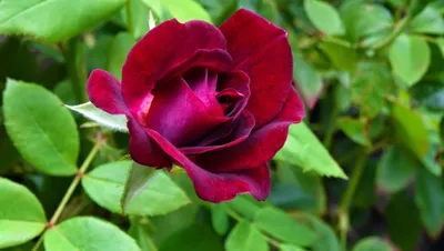 Изображение розы ред айс: воплощение красоты природы