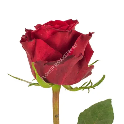 Роза ред айс: прекрасный символ любви и страсти
