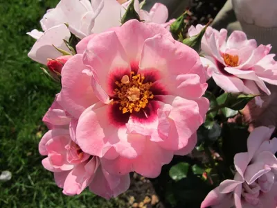 Роза ред айс: олицетворение красоты природы на вашем экране