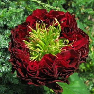 Фотографии розы ред айс: прекрасное украшение для вашего дома