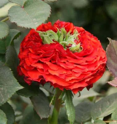 Роза ред айс: изображение для романтических натур