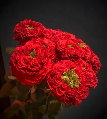 Изящная роза ред айс: фотография в формате jpg