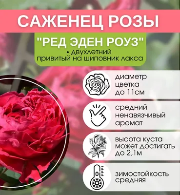 Изысканное изображение розы Ред Эден Роуз