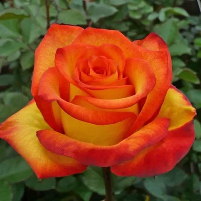 Роза ред голд в высоком разрешении в формате jpg